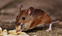 24 Hour & Emergency Exterminators in Downey, CA